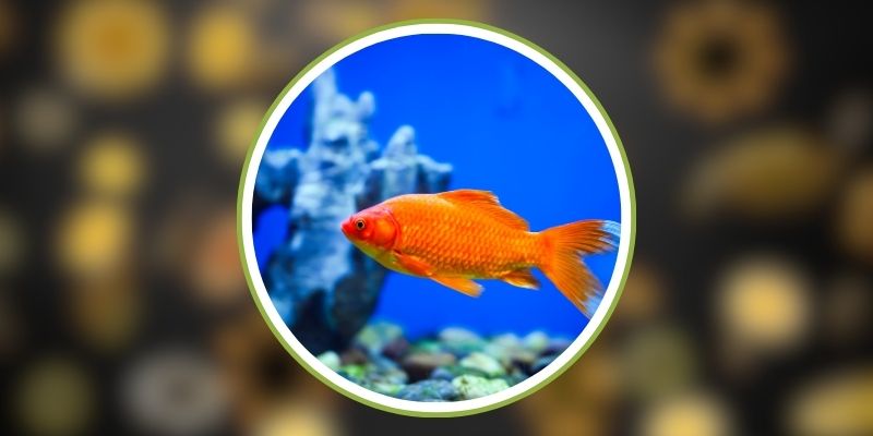 Bắn Cá HB 88 - Từ Trò Chơi Tuổi Thơ Đến Nơi Kiếm Tiền 2 Mẹo chơi bắn cá dễ thắng cho tân thủ
